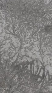 January 2015 walk and others 022