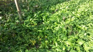 Beginning April 15 045