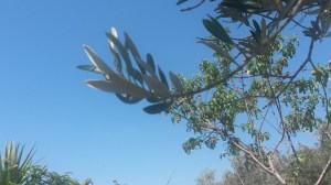 Andalucia with Charles June 2015 138