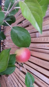 apple tree grafts 002