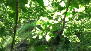 Heptonstall Festival and Beginning of Julyend June 2015 103