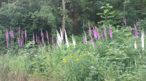 Heptonstall Festival and Beginning of Julyend June 2015 112