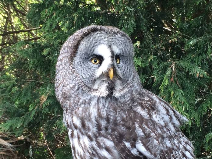 13087000_10153384763741783_5381917727880209674_o