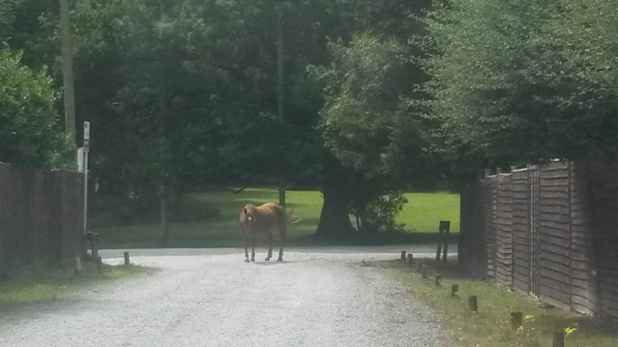 end-july-and-aug-2016-219