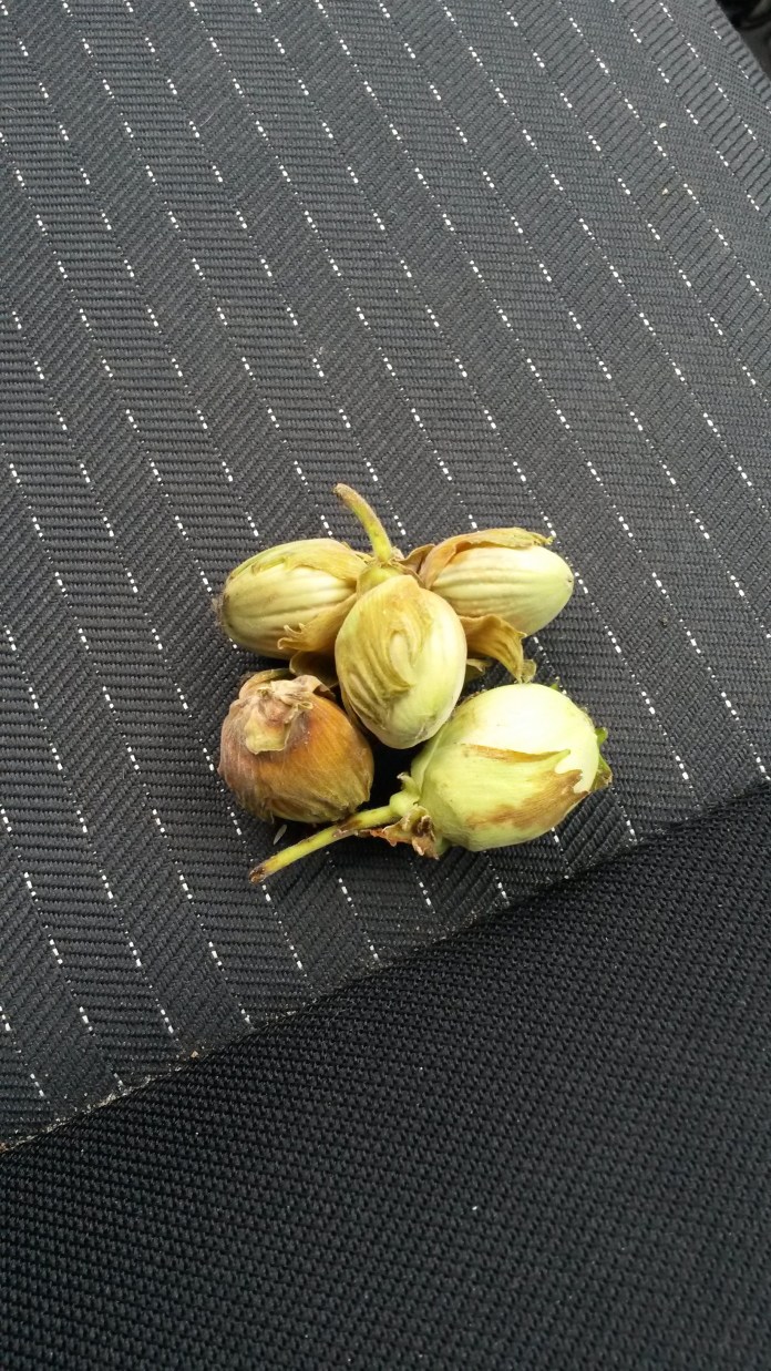 end-july-and-aug-2016-261